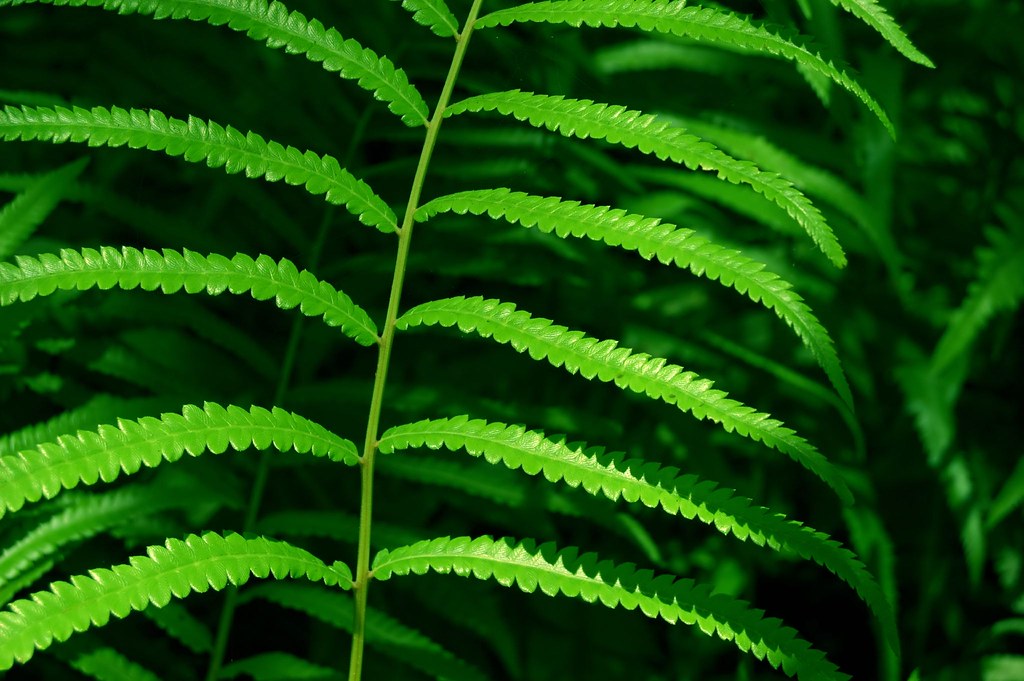 Boston Fern
