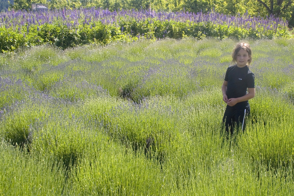 French Lavender