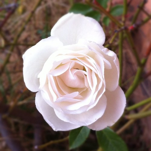 Garden Rose Bush