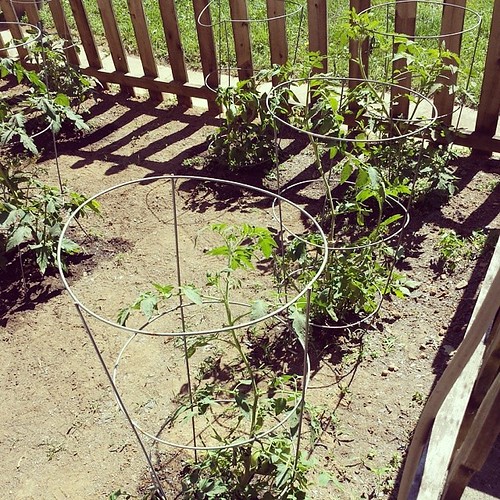 Heirloom Tomato Plant